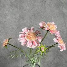 Load image into Gallery viewer, Scabiosa Artificial Silk Flower 4 Color Selections SCABIOSA4 pink
