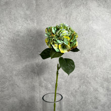 Load image into Gallery viewer, Hydrangea Green
