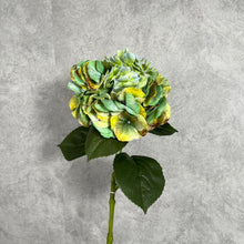 Load image into Gallery viewer, Hydrangea Green
