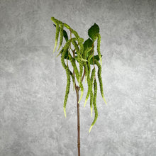 Load image into Gallery viewer, Amaranthus Upright
