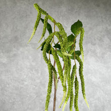 Load image into Gallery viewer, Amaranthus Upright
