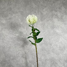Load image into Gallery viewer, Leucospermum White
