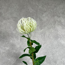 Load image into Gallery viewer, Leucospermum White
