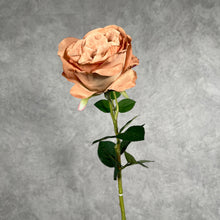 Load image into Gallery viewer, Rose Austin 72cm Single Heads Artificial Flower Stem champagne
