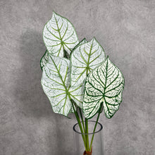 Load image into Gallery viewer, Alocasia Artificial Silk Flower Stem ALOCASIA001
