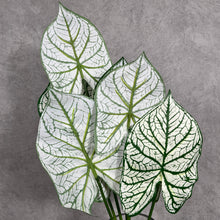 Load image into Gallery viewer, Alocasia Artificial Silk Flower Stem ALOCASIA001
