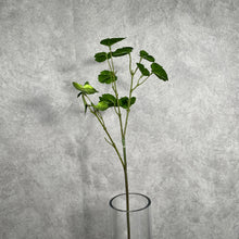Load image into Gallery viewer, Begonia Green
