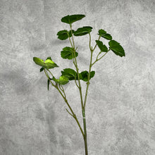 Load image into Gallery viewer, Begonia Green
