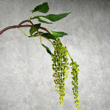 Load image into Gallery viewer, Phytolacca green
