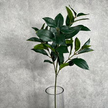 Load image into Gallery viewer, Camellia Leaf Green
