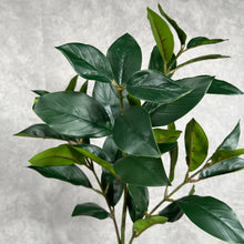 Load image into Gallery viewer, Camellia Leaf Green
