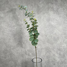 Load image into Gallery viewer, EUCALYPTUS Mist Green
