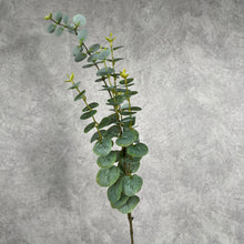 Load image into Gallery viewer, EUCALYPTUS Mist Green
