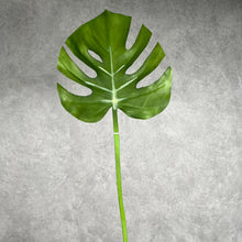 Load image into Gallery viewer, Monstera003 real touch
