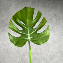 Load image into Gallery viewer, Monstera003 real touch
