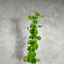 Load image into Gallery viewer, Bell of Ireland green
