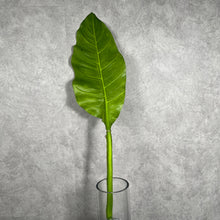 Load image into Gallery viewer, Musa Basjoo Artificial Greenery Giant MUSABASJOO001

