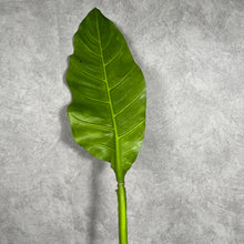 Load image into Gallery viewer, Musa Basjoo Artificial Greenery Giant MUSABASJOO001
