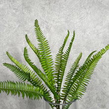 Load image into Gallery viewer, Fern0004 Green
