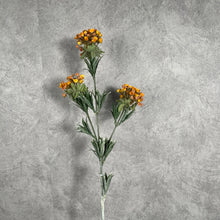 Load image into Gallery viewer, Lobularia002
