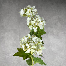 Load image into Gallery viewer, Hydrangea0023 3 heads white
