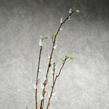 Load image into Gallery viewer, Pussy Willow 002
