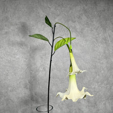 Load image into Gallery viewer, Datura White
