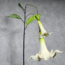Load image into Gallery viewer, Datura White
