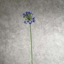 Load image into Gallery viewer, Agapanthus
