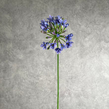 Load image into Gallery viewer, Agapanthus
