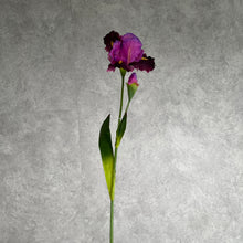 Load image into Gallery viewer, Iris 78cm Burgundy Artificial Silk Flower IRIS005
