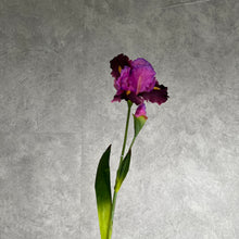 Load image into Gallery viewer, Iris 78cm Burgundy Artificial Silk Flower IRIS005
