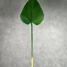 Load image into Gallery viewer, Palm003
