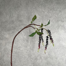 Load image into Gallery viewer, Phytolacca001 Burgundy
