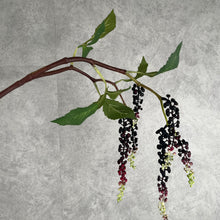 Load image into Gallery viewer, Phytolacca001 Burgundy

