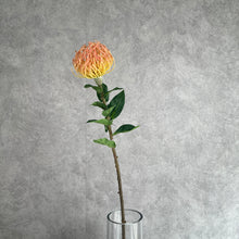 Load image into Gallery viewer, Leucospermum Orange
