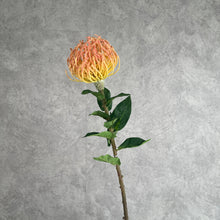 Load image into Gallery viewer, Leucospermum Orange
