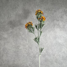 Load image into Gallery viewer, Lobularia 002
