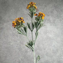 Load image into Gallery viewer, Lobularia 002
