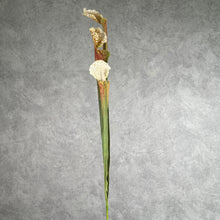 Load image into Gallery viewer, Trumpet Artificial Flower Brown TRUMPET002
