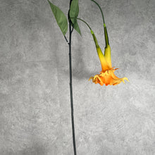 Load image into Gallery viewer, Datura Orange
