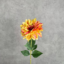 Load image into Gallery viewer, DAHLIA023 Yellow
