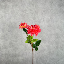 Load image into Gallery viewer, DAHLIA026 Orange
