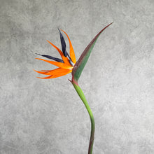 Load image into Gallery viewer, Strelizia Orange 98cm
