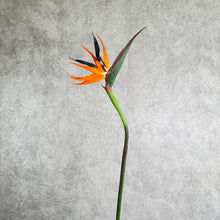 Load image into Gallery viewer, Strelizia Orange 98cm
