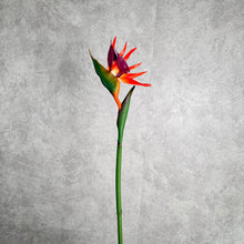 Load image into Gallery viewer, Strelizia Orange 80cm
