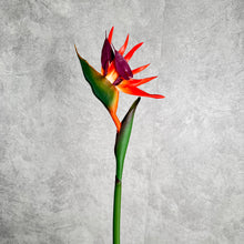 Load image into Gallery viewer, Strelizia Orange 80cm
