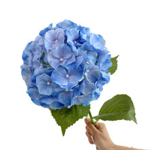 Load image into Gallery viewer, Hydrangea Real Touch 75cm Artificial Flower Stem 3 Color Selections
