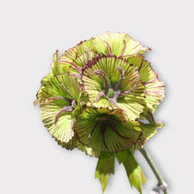 Load image into Gallery viewer, Pristimera Cambodiana Artificial Flower Blush Green PRISTIMERACAMBODIANA001
