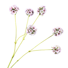 Load image into Gallery viewer, Pristimera Cambodiana Artificial Flower Blush Pink PRISTIMERACAMBODIANA003
